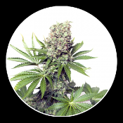 Jumbo Runtz - Feminized - Yieldmonger Seeds