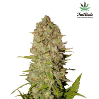 Pineapple Express Auto – Feminized – Fast Buds