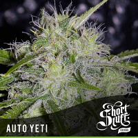 Shortstuff Seeds Auto Yeti Feminised