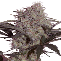 Seedmakers Seeds Jack Widow Feminized