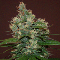 Cream of The Crop Seeds Sour Turbo Diesel Feminized