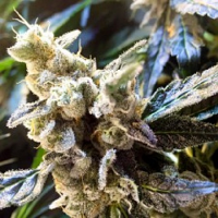 Connoisseur Genetics Seeds Connoisseur Cookies Feminized