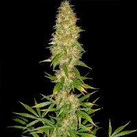 Spliff Seeds Royal Thai Regular (Bronze)