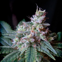 Sweet Seeds Cream Caramel Auto Feminized