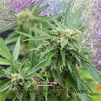 Dr Krippling Seeds Blue Tease Auto Feminized