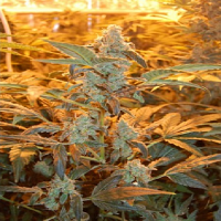 Bulk Seeds Auto Jack Feminized