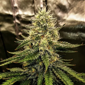 Silver Napalm - Feminized - Top Shelf Elite