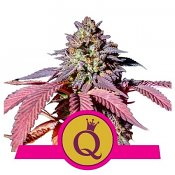 Purple Queen - Feminized - Royal Queen Seeds