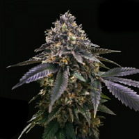 T.H.Seeds Gelato 33 x French Cookies a.k.a. French Macaron Feminized