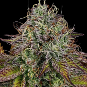 Apricot Candy - Feminized - Paradise Seeds