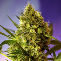 Sweet Seeds Big Devil Auto Feminized