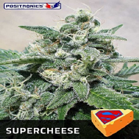 Positronics Seeds Supercheese Feminized  
