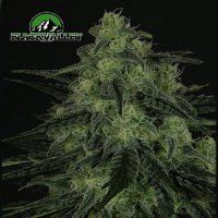Ripper Seeds Black Valley Feminised