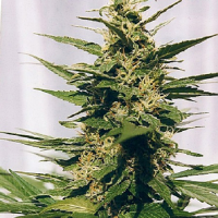 Spliff Seeds Polm Gold Outdoor Semi-Auto Feminised (Gold)