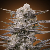 Watermelon OG - Feminized - Advanced Seeds
