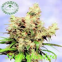 Stonehedge - Regular - Sagarmatha Seeds