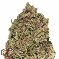 Heavyweight Seeds Dream Machine Feminized