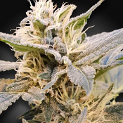 CBDelight - Feminized - Paradise Seeds