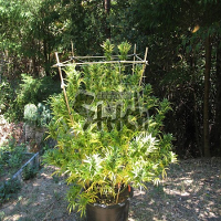 Flash Seeds Octopussy Super Auto Feminized