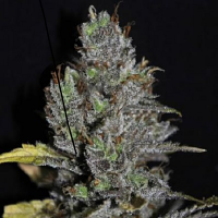 VIP Seeds Viagrra Feminised