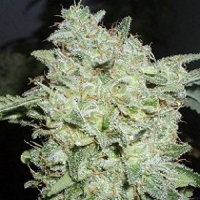World of Seeds Legends Collection Afghan Kush Special Feminized
