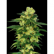 Auto Torpedo - Feminized - VIP Seeds