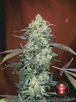 Serious Seeds AK-47 Regular