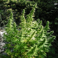 Flash Seeds Critical Chaze SuperAuto Feminized