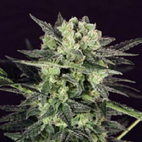 T.H.Seeds MK-Ultra Kush Auto Feminized