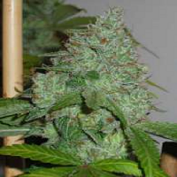 Connoisseur Genetics Seeds OG Chem Regular 