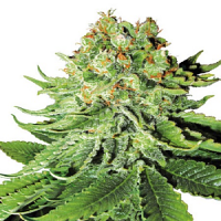 Northern Lights Automatic - Feminized - 2023 Cannabis Seed Collection