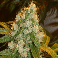 Archive Seeds Walker Sours Regular