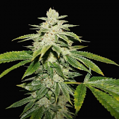 WaterMelon Ultra - Feminized - T.H.Seeds