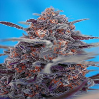 Sweet Seeds Devil Cream Auto Feminized