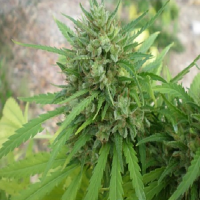 Flash Seeds Copacabana Super Auto Feminised