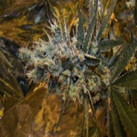 Connoisseur Genetics Seeds Super Silver Sour Diesel Haze Feminised