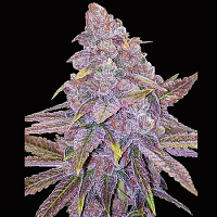 Big Head Seeds Sherbert Dab Feminized