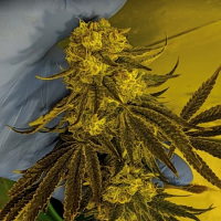 God lemon - Regular - Massive Creations