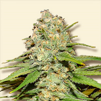 Bulk Seeds Blueberry Feminized