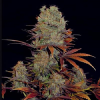 VIP Seeds Landysh Feminized