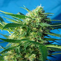 Sweet Seeds NYC Diesel Auto Feminized