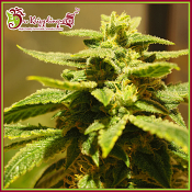 Krippling's Gelato - Feminized - Dr Krippling Seeds