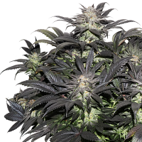 Lava Freeze - Feminized - Super Sativa Seed Club