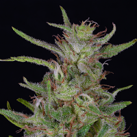 Big Head Seeds Tangie Feminized
