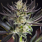 Purple Punch x Do-Si-Dos - Feminized - Philosopher Seeds