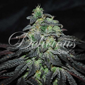 Golosa - Feminized - Delicious Seeds