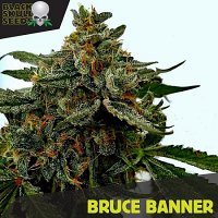Black Skull Seeds Bruce Banner Feminized