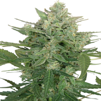 Seedmakers Seeds Low Dwarf Auto Feminized