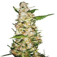 Bulk Seeds Automatic Original Skunk #1 Feminized