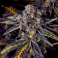 Masonrie Seeds Blueberry Freeze Regular